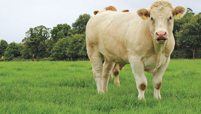 Teagasc